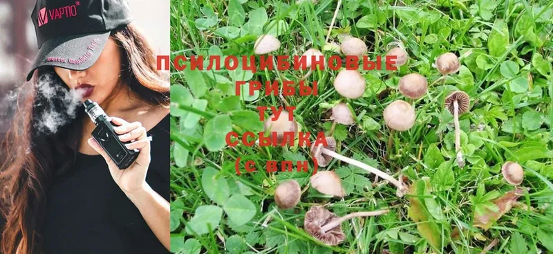 Галлюциногенные грибы Magic Shrooms  Пермь 